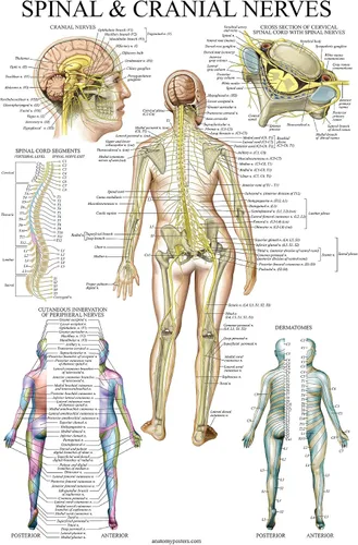 Miniatura 6 de Palace Learning Paquete de 2 pósteres de anatomía de nervios espinales y sistema nervioso, juego de 2 gráficos anatómicos, columna