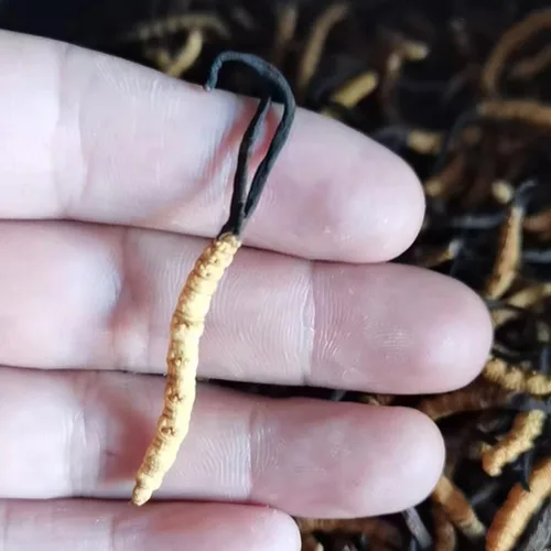 Miniatura 4 de Cordyceps Sinensis Chongcao (0.11 oz)