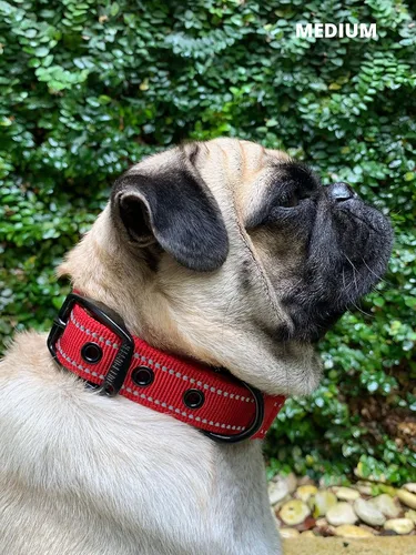 Miniatura 8 de Tuff Pupper Collar de perro acolchado ultra cómodo Acolchado grueso de neopreno Collar de perro con correa de nailon balístico con costuras