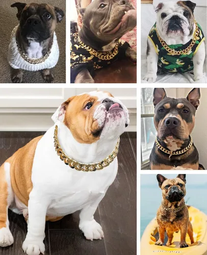 Miniatura 6 de Collar de perro de cadena dorada – Collar de perro de eslabones cubanos de metal de 7/8 pulgadas de ancho con cinturón de cuero, ligero protege