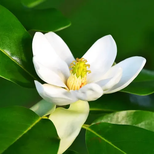 Miniatura 2 de Magnolia Tree - Planta viva para plantar, flores de magnolia arbusto de 6 a 12 pulgadas de altura, en maceta, arbusto de magnolia fragante