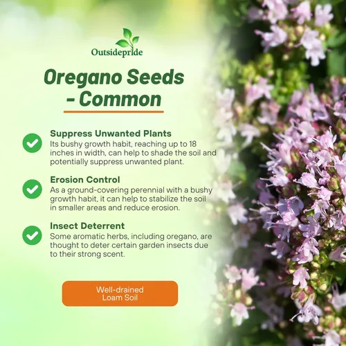 Miniatura 3 de Outsidepride Semillas de orégano comunes - Semillas de hierbas perennes, aromáticas y fáciles de cultivar para uso culinario, sabrosos jardines
