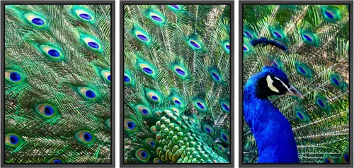 wall26 - Lienzo enmarcado de 3 piezas - Pavo real masculino mostrando sus coloridas plumas - Arte moderno para el hogar estirado y enmarcado listo