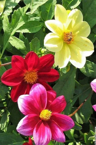 Miniatura 8 de Semillas Dalia Mignon Flores Anuales Mixtas