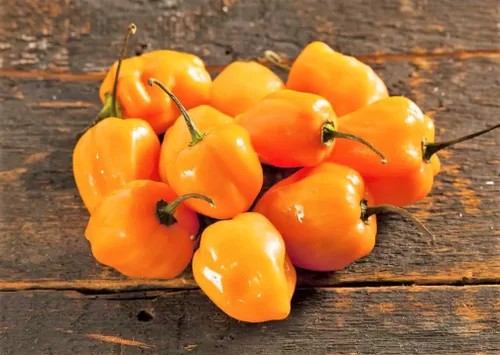 Miniatura 6 de TomorrowSeeds - Semillas de pimiento habanero naranja - Más de 100 unidades - para plantar 350,000 unidades Scoville Scoville picante tropical chile