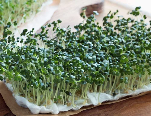 Miniatura 4 de Mezcla de germinación de Megan's de 8 onzas, mezcla perfecta de semillas de germinación de frijol mung, alfalfa, brócoli y rábano, sin OMG, Country