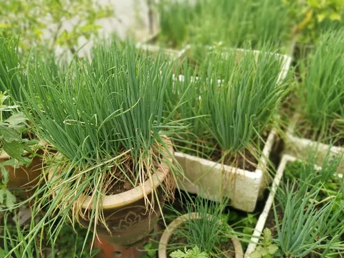 Miniatura 5 de Cebolla en racimo de hoja perenne 300 semillas (Allium fistulosum) Heirloom - Sin OMG - Polinizado abierto - Semilla sin tratar