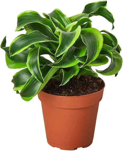 Miniatura 15 de Dracaena Colorama - Planta viva para interior Diferentes plantas de interior en maceta de 4 y 6 pulgadas Planta de casa real para sala de estar