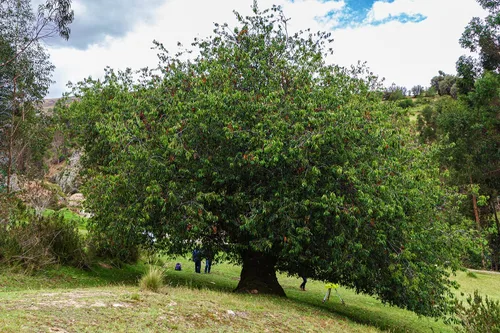 Miniatura 6 de Cerezo Negro Silvestre Semillas Premium Prunus serotina 'Spring' Plants' (Premium Seeds, 100)