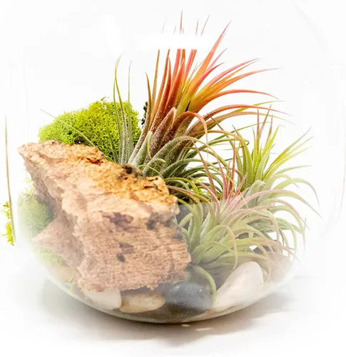 Miniatura 2 de Kit grande de terrario de vidrio soplado a mano con 3 plantas de aire Ionantha - Planta suculenta de Tillandsia viva - Venta al por mayor y a granel
