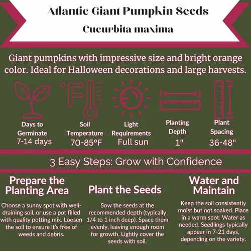 Miniatura 3 de 6 semillas de calabaza gigante Dill's Atlantic (paquete de 6) Cultiva calabazas enormes reliquia, sin OMG, alto rendimiento Perfecto