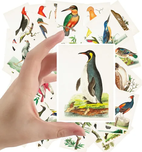 Miniatura 16 de Calcomanías grandes, 24 piezas (2.5 x 3.5 pulgadas cada una) pájaros, mariposas y flores, libro botánico antiguo, ilustración, postales vintage, Ocho