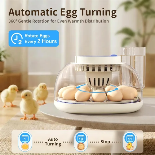 Miniatura 4 de Incubadora de 12 huevos con pantalla de temperatura y humedad, giro automático de huevos, vela de huevos, recarga automática de agua, para huevos