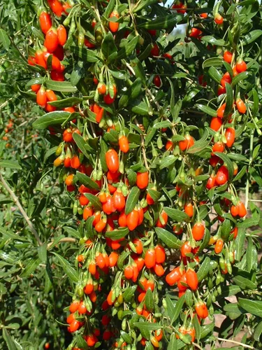 TomorrowSeeds - Semillas de árbol de bayas de Goji - Más de 200 unidades - para plantar Lycium Chinense Superfood Wolfberry Asian Wellness Floración