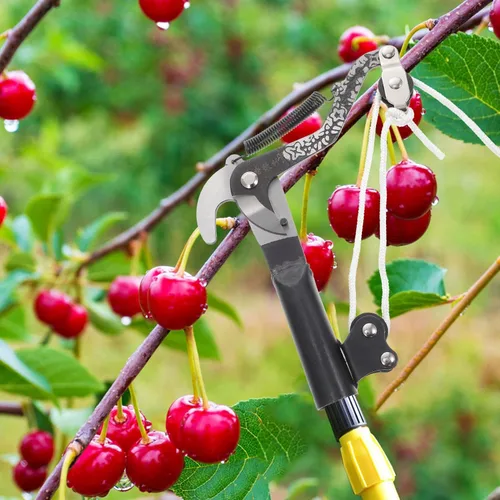 Miniatura 3 de Scicalife Tijeras de podar de 7.87 pulgadas, tijeras de podar para jardín, herramienta de mano resistente al óxido para arbustos, árboles, flores