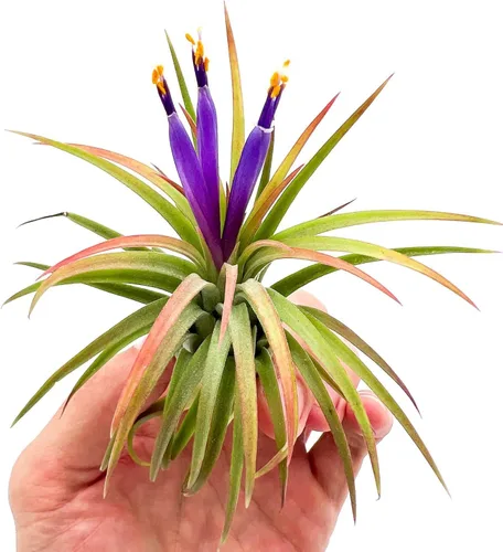 Miniatura 4 de ragnaroc Plantas de aire - Paquete de Tillandsia Ionantha, Regular 1-3" - 5 unidades - Llegada viva garantizada - Plantas de casa para decoración