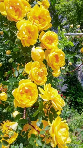 Más de 100 semillas de rosas trepadoras mixtas Flores de herencia Plantación de jardín