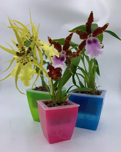 Miniatura 4 de Macetero de plástico para orquídeas, 3 macetas de orquídeas con agujeros, red de malla, macetas para decoración del hogar, 3 cestas interiores y 3