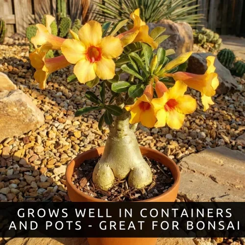 Miniatura 5 de Semillas de rosa del desierto de color mixto Adenium Obesum fácil de cultivar - Planta bonsái exótica (10 semillas)