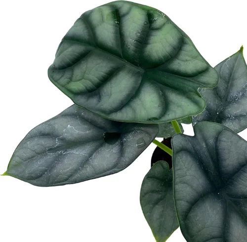 Miniatura 6 de BubbleBlooms Alocasia Silver Dragon, Alocasia Baginda, Joya Alocasia, oreja de elefante dragón plateado en maceta de 2 pulgadas