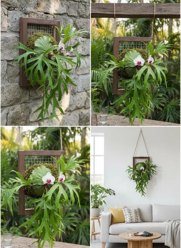 Miniatura 9 de Kit de montaje de helecho cuerno de ciervo, maceta colgante de pared de madera para orquídeas y jardín vertical, tablero de soporte para plantas