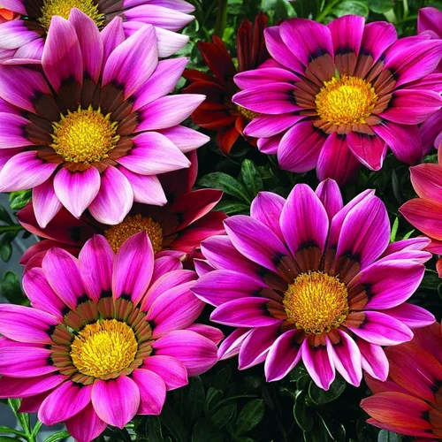 Miniatura 3 de Más de 350 semillas de Gazania para plantar plantas tolerantes al calor y a la sequía para jardín Gazania Flower Ground Cover Plantas para el hogar