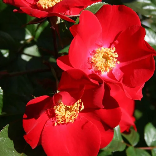 Miniatura 2 de Heirloom Roses Rose Bush - Robusta Live Red Rugosa Rose Plant para plantar al aire libre