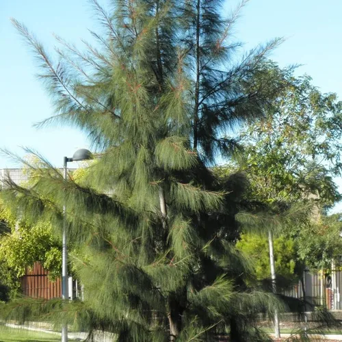 Miniatura 6 de Casuarina equisetifolia (Beach Sheoak, pino australiano) Semillas de árbol, valiosas para la construcción, leña y producción de carbón, semillas