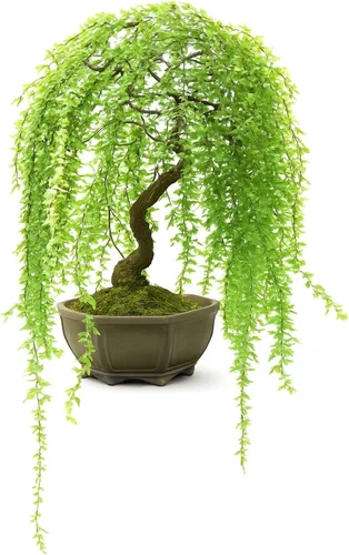 Corte de árbol bonsái de sauce llorón enano - Corte de sauce llorón vivo para cultivar tu propio árbol bonsái de sauce en cascada - Crecimiento