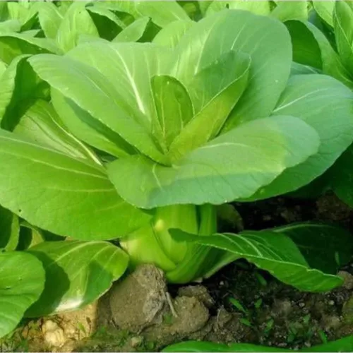 ZEshops Semillas de col china para plantar: 1000 semillas de verduras de hoja de crecimiento rápido para jardín o contenedores al aire libre,