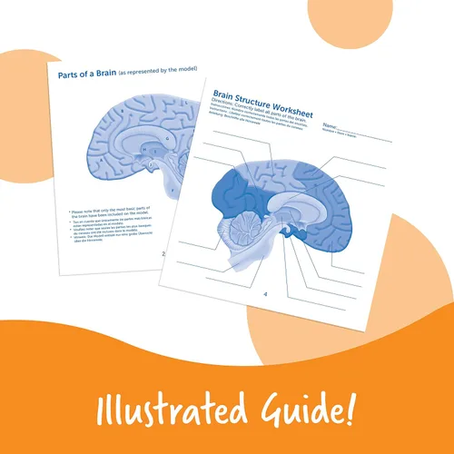 Miniatura 5 de Learning Resources, maqueta del cerebro con corte transversal