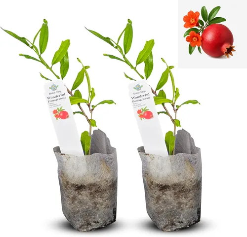 Miniatura 38 de Hibisco Rosa. rosa-sinensis. Planta Viva - Hibisco Tropical en Flor, Flores Bonitas, Usado en Té y Jugo (4 Copas de Hibisco Rosa)