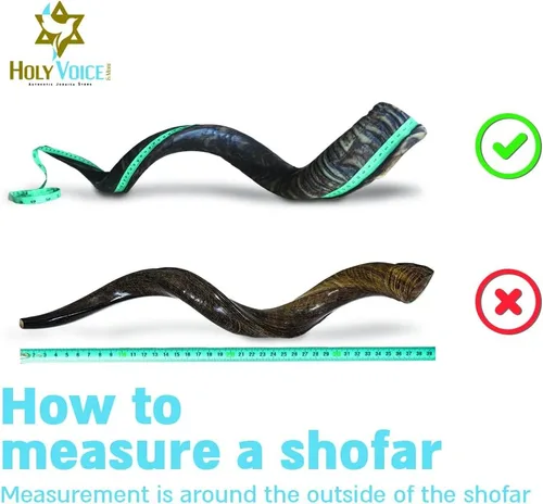 Miniatura 7 de Holy Voice Cuerno decorativo Kudu Shofar de León de Juda, chapado en plata de ley de 36 a 39 pulgadas, con soporte, bolsa de transporte y cepillo