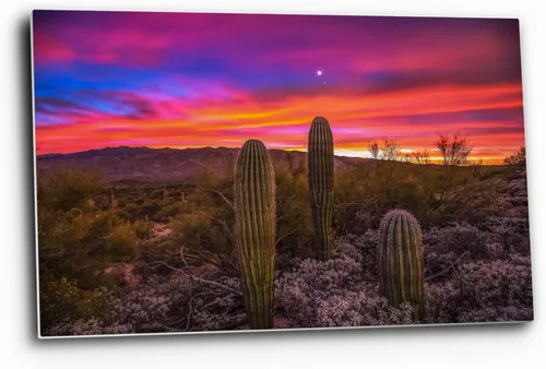Southwestern Wall Art (Ready to Hang) Aluminum Metal Print of Saguaro Cactus Under Venus and Jupiter at Sunrise in Sonoran Desert near Tucson,