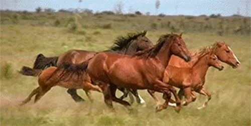 Wild Horses Running - Tarjetas de felicitación lenticulares 3D - Tarjeta de gran tamaño por 3Dstereo Postcard