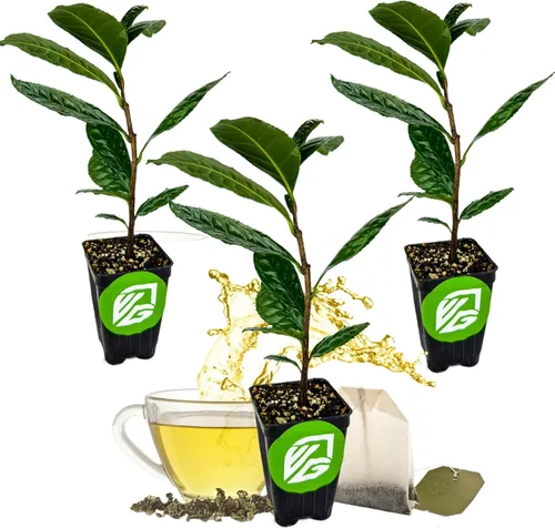 Miniatura 9 de Yerba Mate – Ilex paraguariensis by Wellspring Gardens – Planta de té sudamericana – Árbol del patrimonio cultural – Energizador botánico exótico