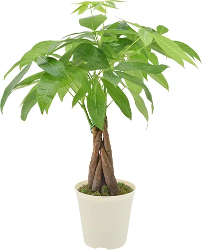 Miniatura 7 de Arcadia Garden Products LV61 Ginseng Ficus Live - Planta bonsái de interior en maceta de plástico de 4 pulgadas, verde, **Vendido por Amazon