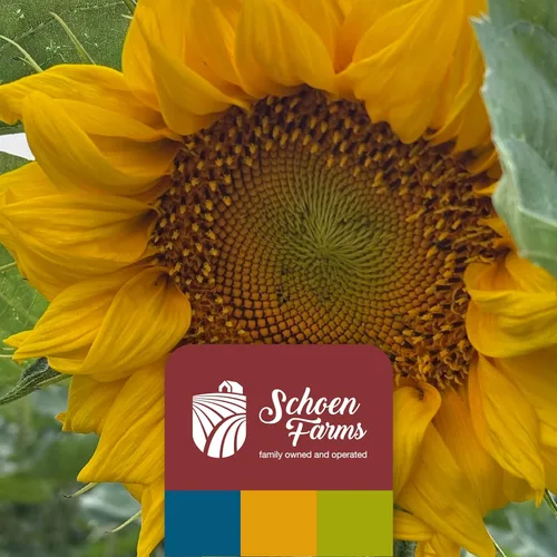 Miniatura 9 de Schoen Farms Semillas de girasol a rayas – Alimento para pájaros – Bolsa de 3 libras – Limpio, Semilla de pájaro para pinzones, arrendajos
