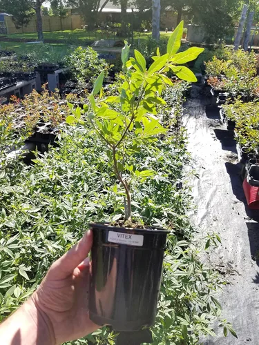 Miniatura 2 de Paquete de 6 Árboles Texas Lilac Vitex Chaste - Plantas de Arbusto Lila Vivas - Contenedores de Cuarto de Galón - Sistema de Raíces Fibrosas