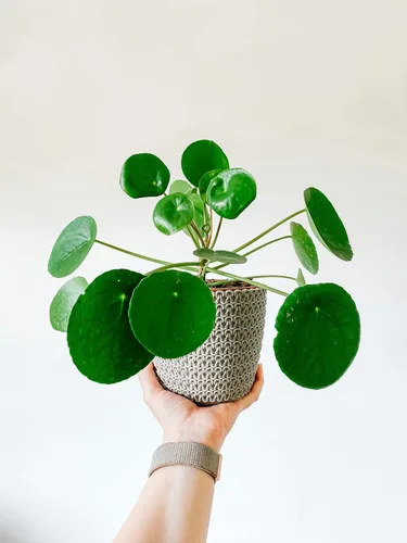 Planta de dinero chino | Pilea Peperomioides de 5 a 9 pulgadas | Planta OVNI | Planta de panqueques de hoja redonda para decoración moderna de
