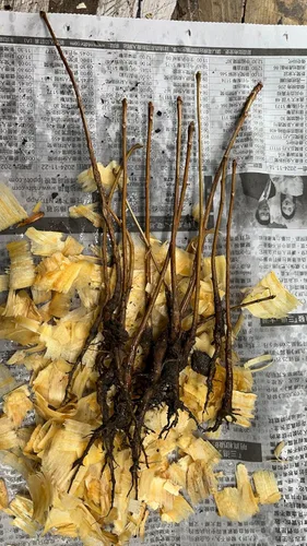 Miniatura 5 de Más de 6 plantas de ginkgo biloba de 1 año