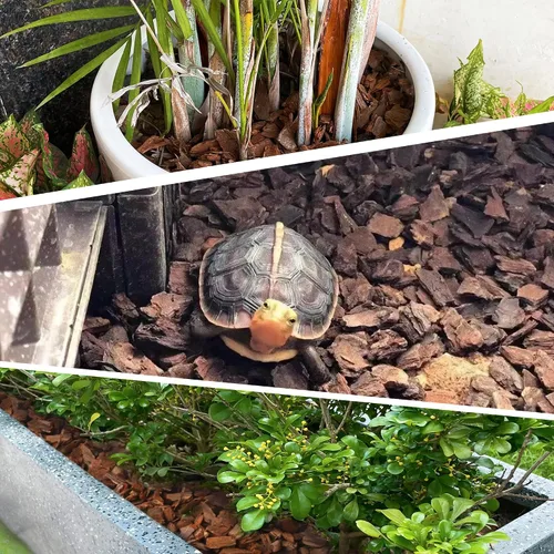 Miniatura 5 de 3 cuartos de corteza de orquídea orgánica para macetas - Mantillo natural de orquídea para plantas en maceta, desarrollo de raíces de plantas