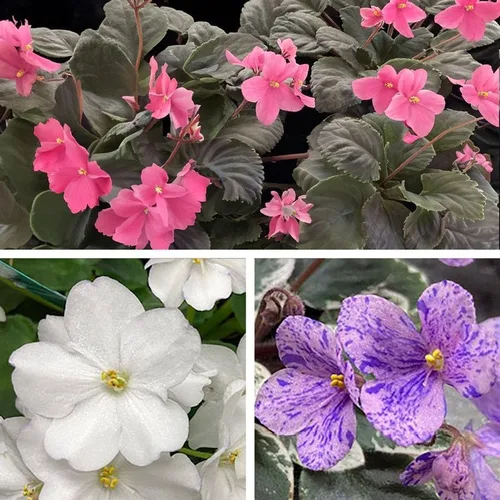 Miniatura 2 de Park Seed Semillas de Plantas de Violeta Africana, Fáciles de Cultivar, Perfectas para Jardín de Primavera, Herencia, Paquete de 50