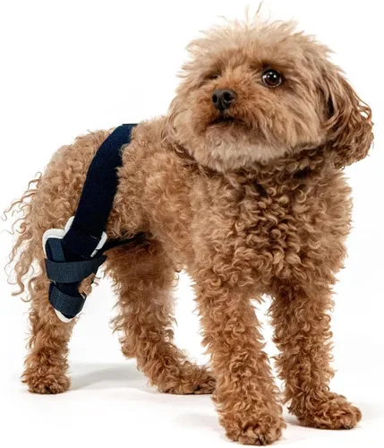 Balto Rodillera ortopédica ACL/CCL para perros - Estabilizador de piernas ajustable para dolor en las articulaciones, recuperación de lesiones y
