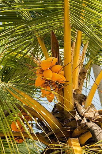 Miniatura 4 de Árbol de coco, amarillo (excluye Ca), 36 pulgadas