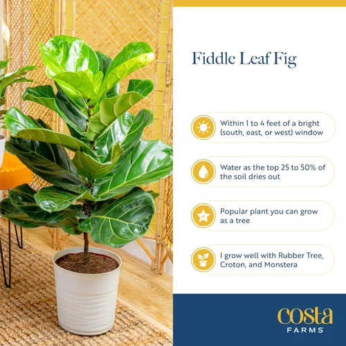 Miniatura 6 de Costa Farms Árbol de higuera de hoja de violín, Ficus Lyrata vivo de 3 a 4 pies, purificador de aire, grande, fácil de mantener, planta de piso