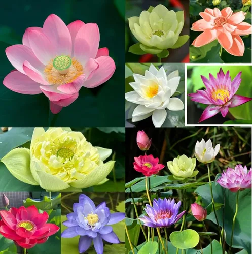 Miniatura 2 de 25 semillas de loto bonsái, tazón de semillas de loto, flor de lirio de agua. Mezcla acuática comestible, semillas de loto ideales para principiantes