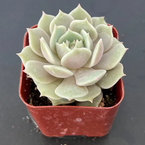 Miniatura 3 de Sprout N Green Echeveria Lola, suculenta viva totalmente enraizada en maceta de 2 pulgadas con tierra, planta de interior y exterior, hogar