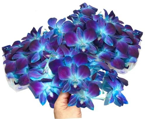 Miami Fresh Orchid Flower OrchidClub USA Sunne Tropical Loose Bloom Head DIY Lei Food Drink Decoración AZUL (100 AZUL REAL)