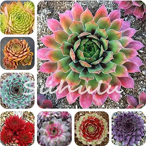 Seeds Shopp 200 piezas de semillas de mezcla de suculentas para gallinas y pollitos (Sempervivum Hybridum) Bonsai Plant Flower Seeds para el jardín